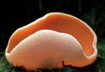 Aleuria aurantia - Fungi Species